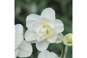 Daffodil Hardy Spring Bulbs Improved Highly Fragrant Ivory Double Flowers, Spring Garden Plant, Easy to Grow, 20 x Daffodil (Narcissus) Rose of May Improved Bulbs by Thompson & Morgan