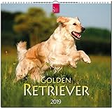MF-Kalender GOLDEN RETRIEVER 2019 by 