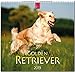 MF-Kalender GOLDEN RETRIEVER 2019 by 