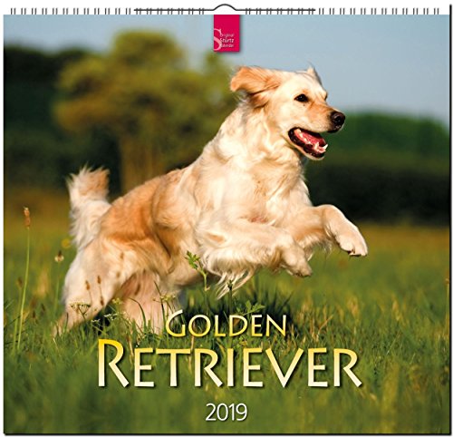 MF-Kalender GOLDEN RETRIEVER 2019