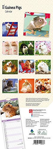 Guinea Pigs 2018 Slim Calendar