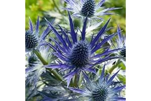 MID NURSERIES Eryngium × zabelii ‘Big Blue’- Perennial Plant That is Ready to Plant Out- Comes Back Every Year (Hardy) - Flowers from Summer to Autumn- Loved by Bees (Middleton Nurseries) (P9(9cm Pot))