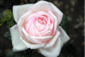 LONGACRES The New Dawn Climbing Rose in 5.5lt Pot (Live Plants)