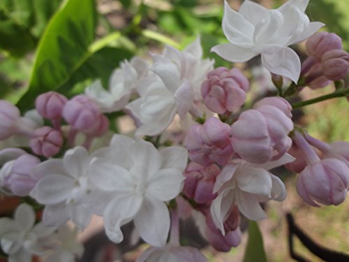 Flieder, Edelflieder Schöne von Moskau ® – Kräftige Pflanze im 3,5 lt.-Topf, 40-60 cm - 4