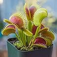 Mphmi Seedless Plant Outdoor Plants Venus Flytrap, Dionaea muscipula - Plant