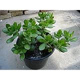 Crassula ovata convoluta, 1 pianta