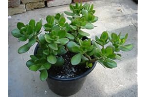 GARDENERSDREAM Árbol de jade (crassula ovata convoluta) - 1 planta