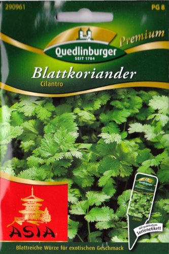 Blattkoriander, Cilantro, Coriandrum sativum, ca. 150 Samen