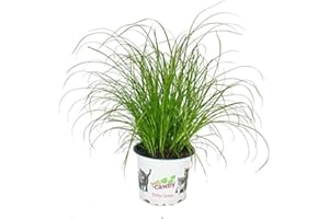 EXOTENHERZ Herbe à chat - Cyperus alternifolius - 3 plantes - pour le soutien digestif des chats