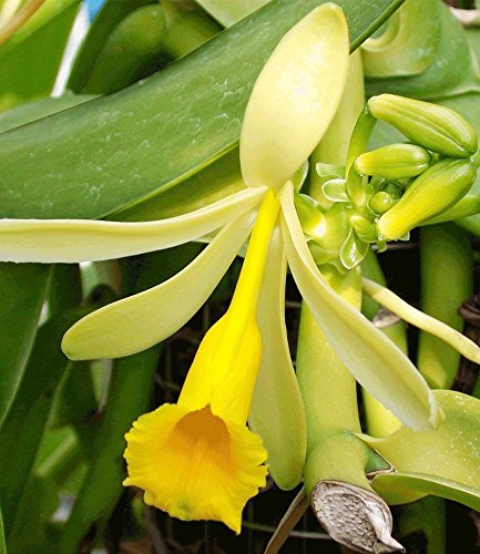 BALDUR-Garten Echte Vanille Pflanze, 1 Topf Vanilla planifolia, Orchidee - 2