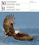 Image de National Audubon Birds 2016 Calendar