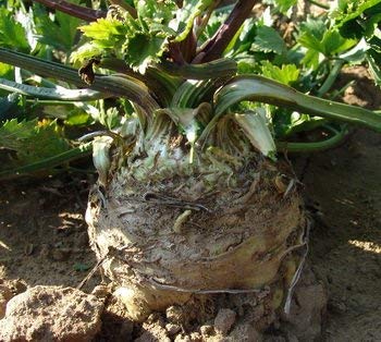 Preisvergleich Produktbild SANHOC Samen-Paket: Handel Celeriac Seeds Prag Seed