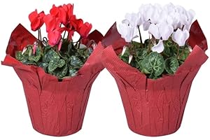 DECOALIVE Ciclamen Plantas Naturales Pack de 2 Flores para Interior y Exterior
