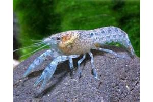 GARNELIO TIERE Garnelio - Kleinster Zwergkrebs - Cambarellus diminutus - 1 Pärchen DNZ