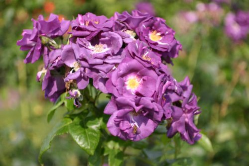 Rhapsody in Blue® – Container Rose im 4 ltr. Topf - 3