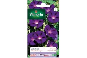 VILMORIN Ipomée pourpre