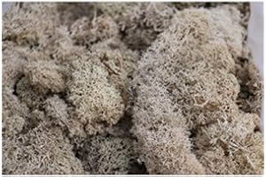 BIOTOPE AQUATICS LTD Reindeer Moss - Preserved for Air Plant Decor, Tillandsia Craft, Flower Arranging, House Airplant (Natural (No Colour))