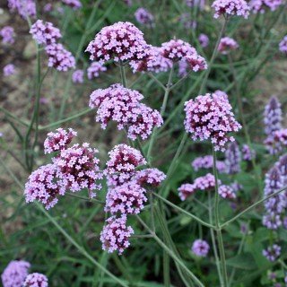 Argentinisches Eisenkraut - Verbena bonariensis - Sommerblüher