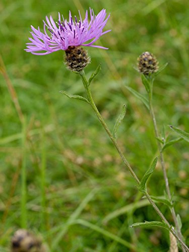 Gras & Wildblumensamen. Traditionelle Wiesenmischung 80 Gramm. MeadowMania Heimische Samen. Bedeckt bis zu 20 m². - 5