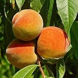 Melocotonero - Maceta 26cm. - Altura aprox. 1\20m. - Planta viva - (Envíos sólo a Península)