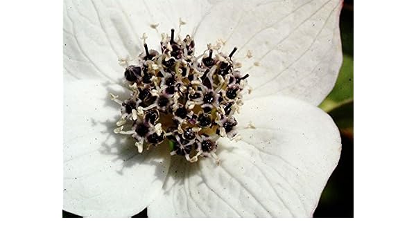 Teppich Hartriegel Topfware 10 15cm Cornus Canadensis Floranza