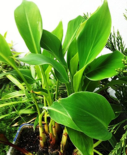 Future Exotics Musella Lasiocarpa LOTUS Banane Bananenstaude - 3