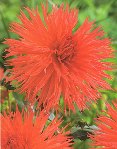 Hirschgeweih Dahlie großblumig Mel's Orange Knolle Blumenzwiebel (3)