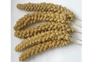 GENERIC 1kg Premium Millet Sprays, perfect for budgie, cockatiel etc. By Two Amigos Pet Supplies