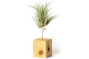 PLANDAIRE Plantas de Interior para Decorar la Oficina Escritorio Estudio fáciles de cuidar Tillandsia Ionantha Scaposa (Soporte Incluido) (Pino)