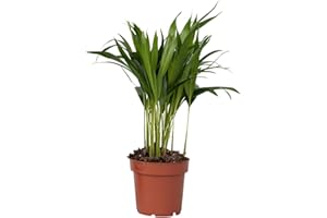 Plant in a Box - Palmier areca - Dypsis lutescens - Hauteur 30-45cm - Pot 12cm - Plante d’intérieur - Vert