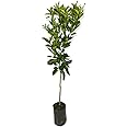 PIANTA DI CLEMENTINO ALBERO DI MANDARINO CLEMENTINO IN VASO 18CM agrumi di sicilia h 120cm AMDGarden