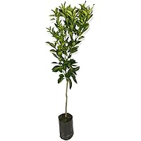 PIANTA DI CLEMENTINO ALBERO DI MANDARINO CLEMENTINO IN VASO 18CM agrumi di sicilia h 120cm AMDGarden