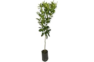 PIANTA DI CLEMENTINO ALBERO DI MANDARINO CLEMENTINO IN VASO 18CM agrumi di sicilia h 120cm AMDGarden