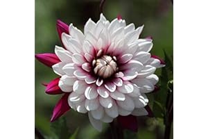 BSPTYY 2 Piezas De Bulbos De Dalia De Colores Exóticos Tubérculos Perennes De Flores De Primavera Decoración De Interiores De Flores Cortadas Durante Mucho Tiempo Por People Favorite