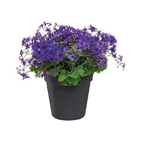 elho Green Basics Anzuchttopf 30cm – Lebhaft Schwarz - 2