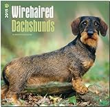 Wirehaired Dachshunds 2015 - Rauhhaardackel: Original BrownTrout-Kalender [Mehrsprachig] [Kalender] by 