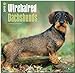 Wirehaired Dachshunds 2015 - Rauhhaardackel: Original BrownTrout-Kalender [Mehrsprachig] [Kalender] by 