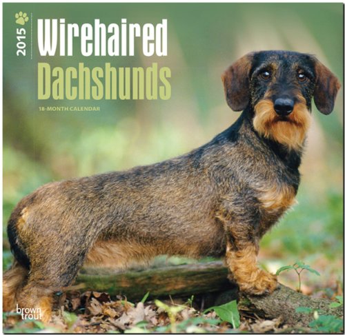 Wirehaired Dachshunds 2015 - Rauhhaardackel: Original BrownTrout-Kalender [Mehrsprachig] [Kalender]