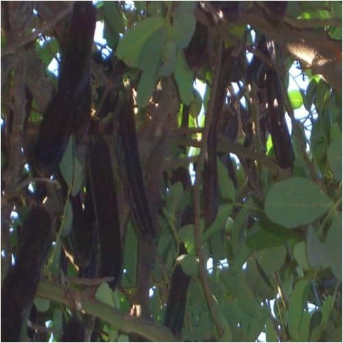 Seedeo Amber Bread Tree (Ceratonia siliqua) 10 Seeds