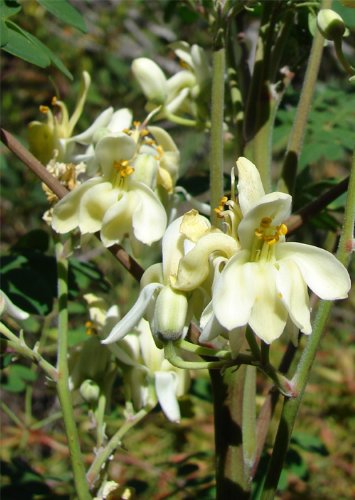 Seedeo Moringa (Moringa oliefera) 40 Samen