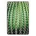 Produktbild ERCGY Bathroom Bath Rug Kitchen Floor Mat Carpet,Cactus Decor,Photo of Cactus with Spikes Plant Flower Fruit from Close Zoom Shoot with Spikes,Green,Flannel Microfiber Non-Slip Soft Absorbent