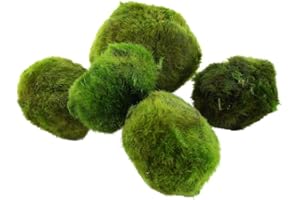 PARTY IN MY PLANTS Marimo Moss Balls Live Plants for Aquariums Betta Fish Aquatic Easy Starter Plants (2, Nano Moss Ball)