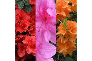 Carbeth Plants Azalea Plant - 3 x Pot of Empress Japanese Azalea Evergreen Shrub - Azaleas Ready to Plant Outdoor - Pot Plants Outdoor Garden Ready in Pots