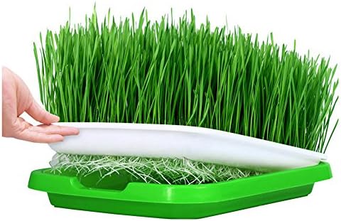 morebeauty 3 PCS Seed Sprouter Tray Hydroponics Seedling Tray Sprout Plate Vegetable Seedling Pot Plastic Nursery Tray