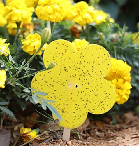 20PCS Double-Side Plant Flycatchers, Control of Flying Pests, White Fly, Winged Aphids, Leaf Miners &amp; Black Fungus Gnats