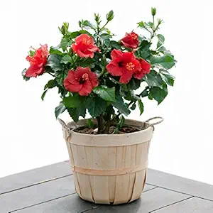 Natures Buggy Hibiscus Live Plant