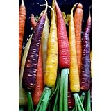 Carota Rainbow F1 Mix Semi Carote Colorate Rossa Viola Giallo Bianca