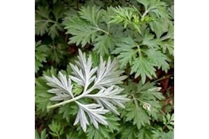 SVI Médicinales chinoises graines herbe d'absinthe, Famille Artemisia annua Graines 200pcs