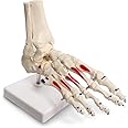 Evotech Scientific Human Foot and Ankle Model, Life Size W/Muscle Origin & Insertions Painted, Medical Anatomy Foot Skeleton Model W/Tibia Fibula, Right, Fully Articulated