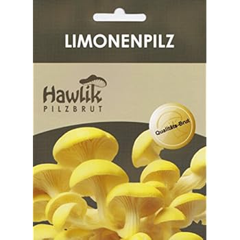Hawlik Pilzbrut - Kit De Champignon Pleurote De Panicaut - Facile